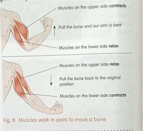explain with an example that how muscles move in pairs - Brainly.in