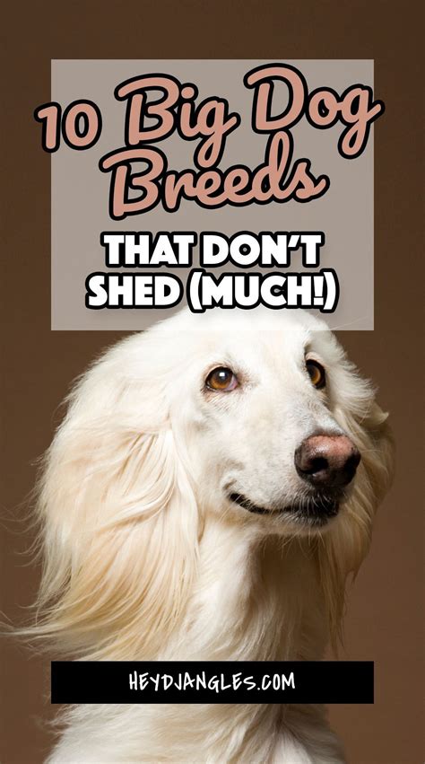 10 Big Dogs That Don't Shed Much