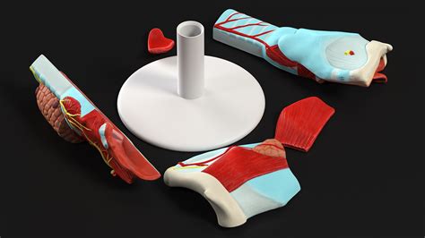 3D Disassembled Medical Model of Larynx | 3D Molier International