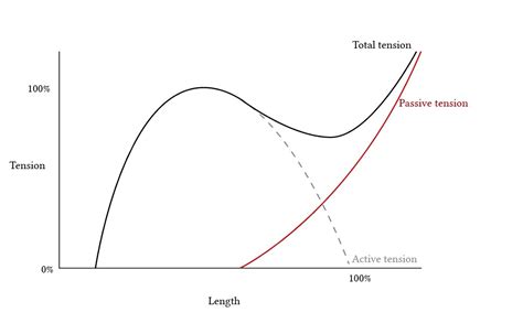 Image result for Muscle Tension Duration Graph