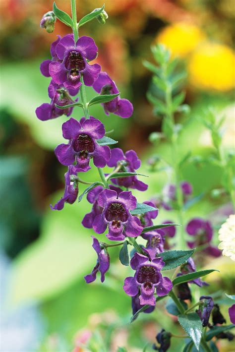 17 Deer-Resistant Annuals to Brighten Up Your Garden