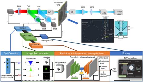 Image result for Cell Sorting Applications