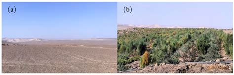 Photosynthetic and Physiological Characteristics of Three Common ...