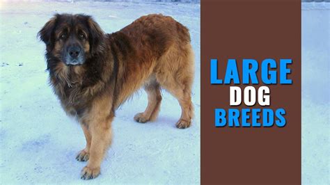 Large Dog Breeds - Sizable Dogs To Love - Petmoo