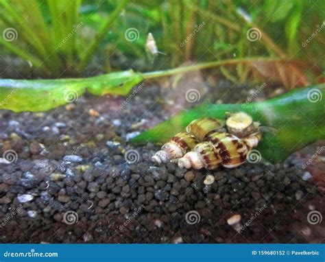 Predator Snails in an Aquarium Stock Photo - Image of animal, closeup: 159680152
