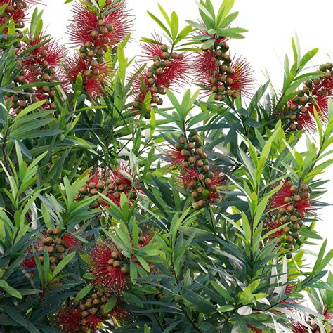 Callistemon Citrinus Little John - 3D Model by 3DTree Team