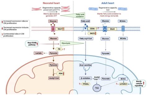 Unravelling the Interplay between Cardiac Metabolism and Heart Regeneration