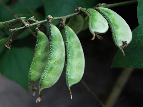 Lablab purpureus (L.) Sweet | Plants of the World Online | Kew Science