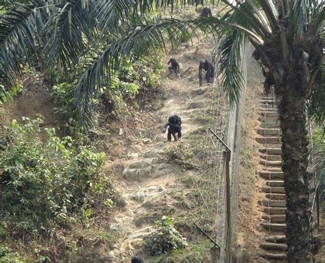 LOLA YA BONOBO SANCTUARY (2025) All You Need to Know BEFORE You Go ...