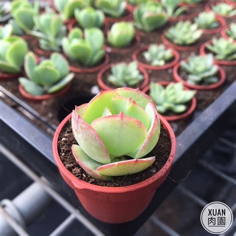 推荐几款合适女生养的多肉植物 | 多肉植物爱好者 | 植物故事网 知识改变世界