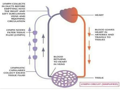Show direction of flow of lymph with the help of flow diagram. - Brainly.in