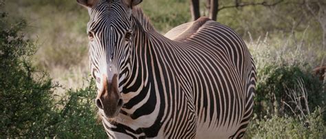 Grevy’s Zebra | African Wildlife Foundation