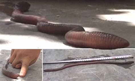 Giant African Earthworm