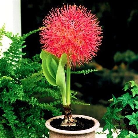 Kraft Seeds Football Lily Flowering Bulbs (Red, 8 Bulbs) | Fragrant ...