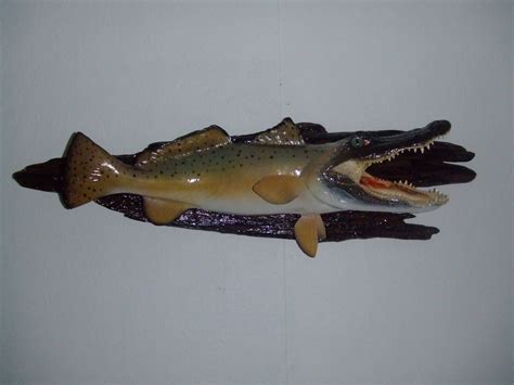 Quality fish shark turtle dolphin gator big game mounts replicas for sale picture Shark Week ...