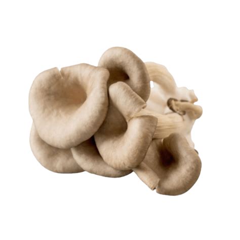 Fresh Oyster Mushrooms - Nature's Umami Delight – reddotgreendot