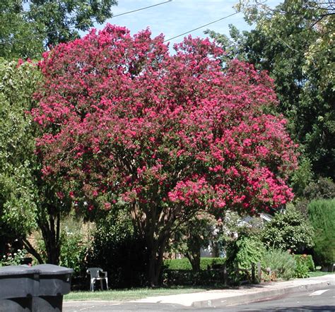 Image result for Pruning Crape Myrtle Tree