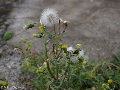Senecio vulgaris • FloraVeg.EU