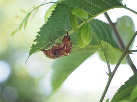 虫・昆虫の写真(画像)・写真集 - 写真共有サイト:PHOTOHITO