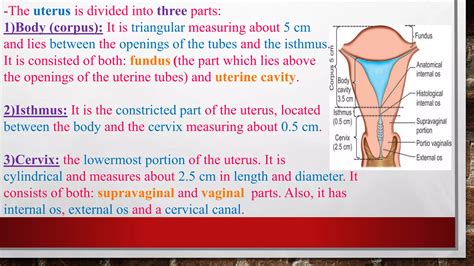 Anatomy of the female pelvis and reproductive system... | PDF - isthmus of uterus
