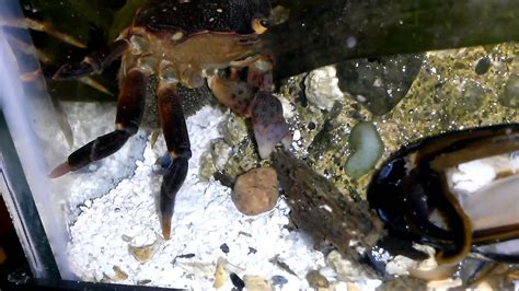 Bildergebnis für crab+while+pregnant