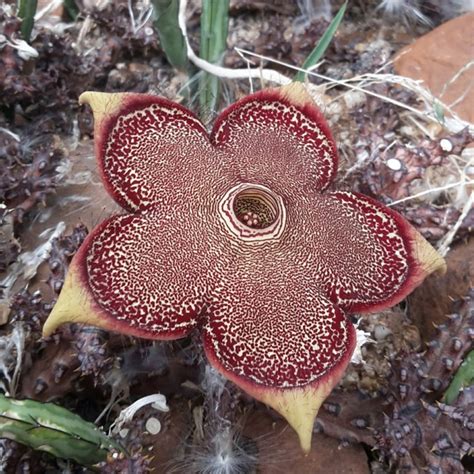 Edithcolea grandis - Persian carpet flower | Stellenbosch University ...
