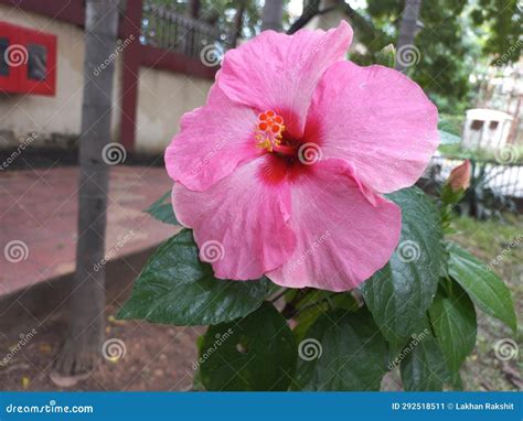 Big Pink Color Hibiscus Flower on a Plant Stock Image - Image of purple ...