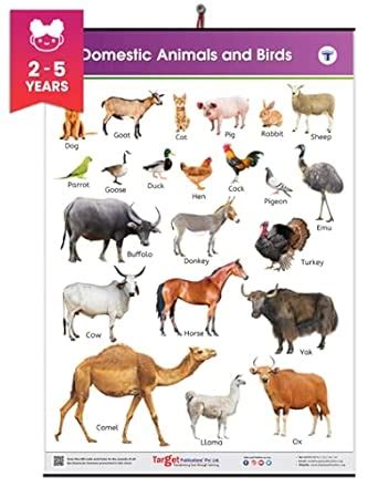 Jumbo Domestic Animals and Birds Chart for Kids