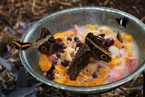 Image result for Butterfly Eating Graph