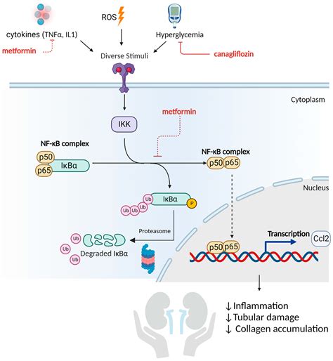 Metformin and Canagliflozin Are Equally Renoprotective in Diabetic ...