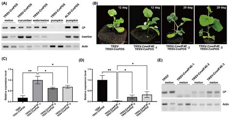 Cucurbit Crops Acquired Silencing: Virus-Induced Post-Transcriptional ...