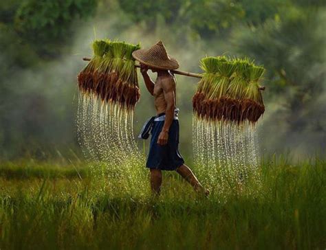 How Is Rice Processed 的图像结果