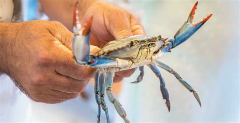 How to catch crabs | LOCAL Life SC | Hilton Head Island & Bluffton