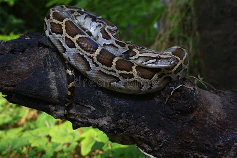 Image result for python birman