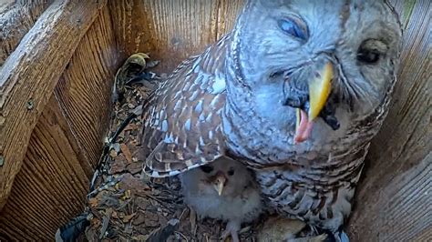 Watch an owl try to eat a turtle whole | Popular Science