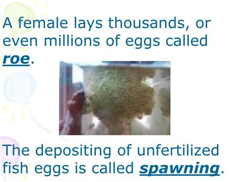 Image result for How Do Fish Reproduce Video