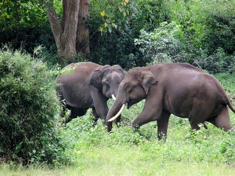 Wayanad Wildlife Sanctuary (Kalpetta) - 2021 What to Know Before You Go ...