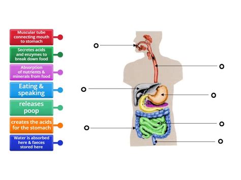 Functions of the Digestive System - Labelled diagram