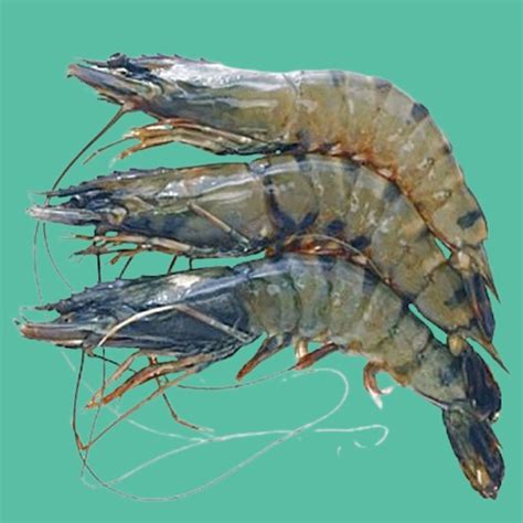 বাগদা চিংড়ি/Bagda Chingri/Tiger Prawn