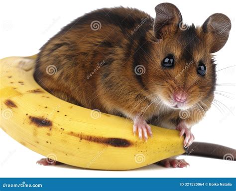 Cute Fluffy Hamster Eating Banana Stock Photo - Image of looking ...