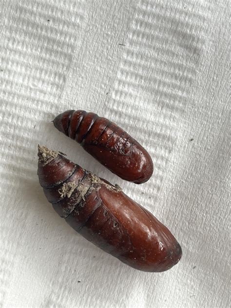 What is this Pupa? : r/pestcontrol