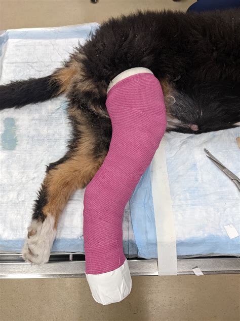 Modified Robert-Jones Bandage – Brian's Bandages