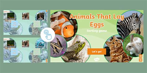 Animals That Lay Eggs Interactive Sorting Activity