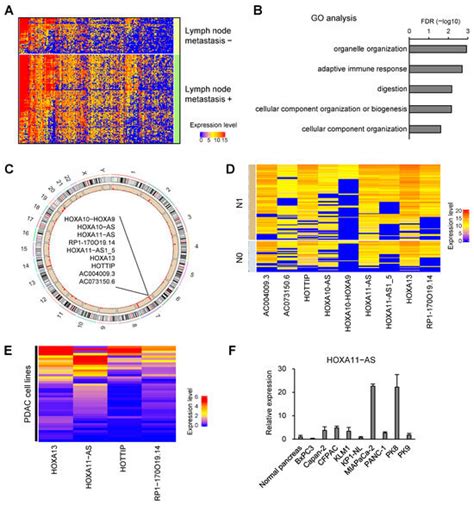 HOXA11-As Promotes Lymph Node Metastasis Through Regulation of IFNL and ...