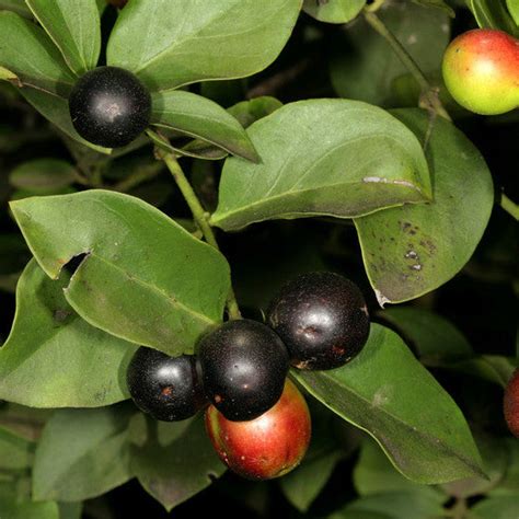 Climbing Num Num Live Plant (Carissa spinarum) – veliyathgardens