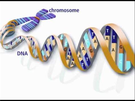 Image result for Gene Decoding