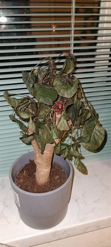 How can I help it get better? : r/plantclinic