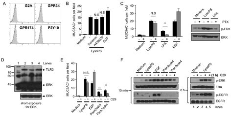 Lysophosphatidylserine Induces MUC5AC Production via the Feedforward ...