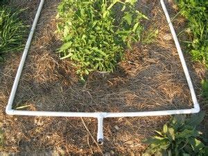 Homemade PVC Pipe Irrigation 的图像结果