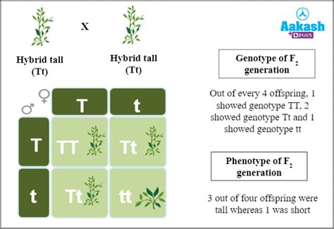 Law of Dominance in Biology: Definition, Types and Importance | AESL